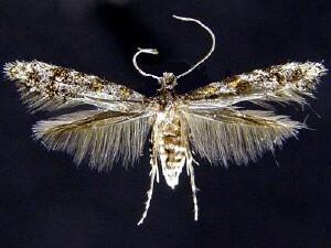 Homosetia sp.