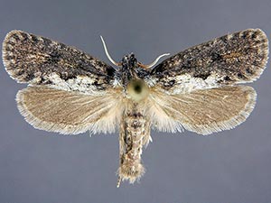 Acrolophus propinqua