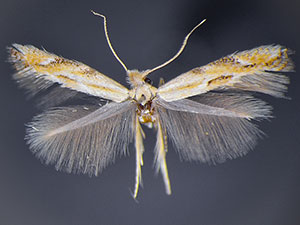 Bucculatrix ambrosiaefoliella