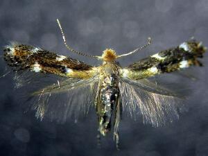 Bucculatrix speciosa