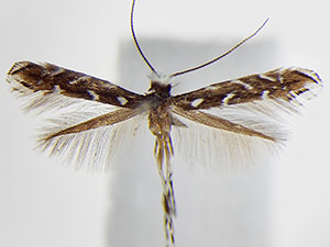 Parectopa robiniella
