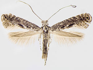 Parornix conspicuella