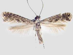 Parornix conspicuella