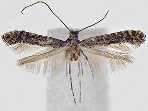 Parornix geminatella