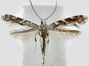 Leucospilapteryx venustella