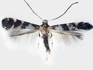 Marmara serotinella