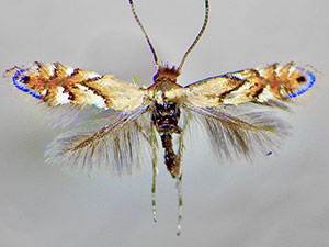 Phyllonorycter aeriferella