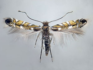 Macrosaccus morrisella