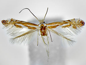 Phyllonorycter rileyella