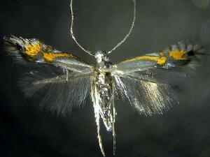 Phyllocnistis insignis