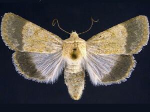 Sympistis modesta