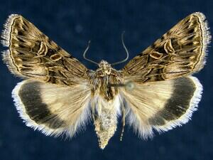 Sympistis levis