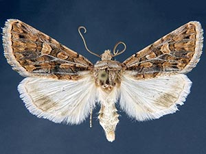Sympistis augustus