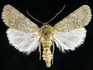 Sympistis sectilis