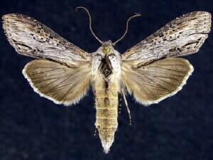 Cucullia similaris