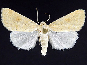 Trichocosmia inornata