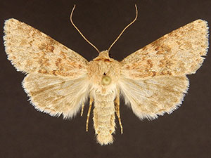Scotogramma densa