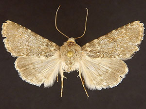 Scotogramma densa