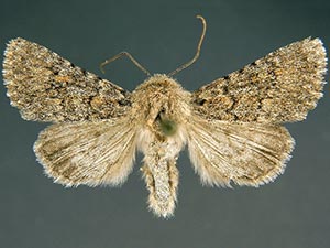 Scotogramma stretchii