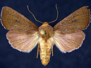 Sideridis vindemialis