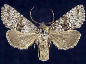 Lasionycta subfuscula