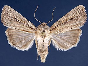 Leucania oaxacana