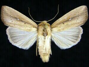 Leucania scirpicola