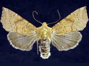 Perigonica angulata
