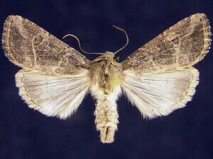 Anhimella pacifica