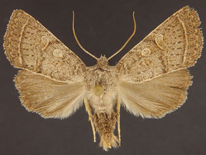 Homorthodes rectiflava