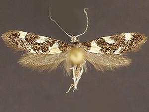 Brymblia quadrimaculella