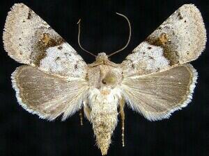Ulolonche disticha