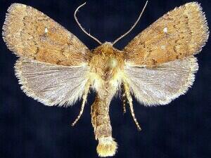 Pseudorthodes vecors