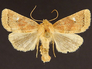 Pseudorthodes puerilis