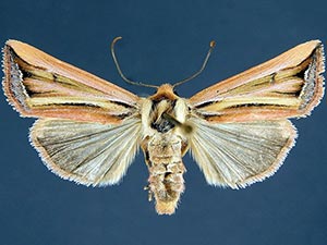 Hypotrix ferricola