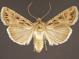 Euxoa olivia