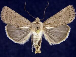 Euxoa permixta