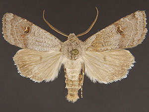 Euxoa violaris