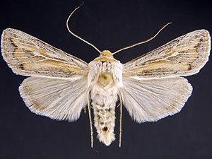 Protogygia polingi