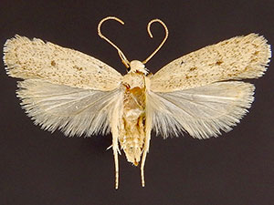 Glyphidocera dimorphella