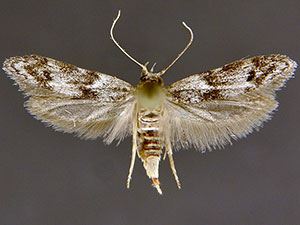 Asaphocrita aphidiella