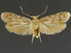 Holcocera chalcofrontella