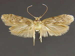 Holcocera chalcofrontella