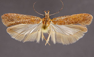Gelechia panella