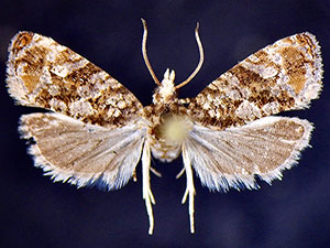 Paralobesia pallicircula