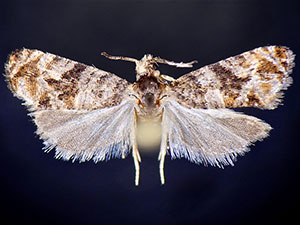 Paralobesia glenni