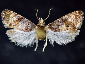 Paralobesia tenuis
