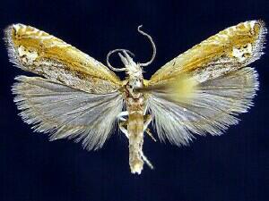 Eucosma perangustana