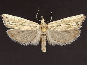 Eucosma montanana