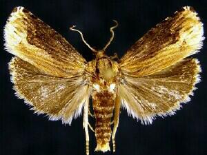Eucosma rustica